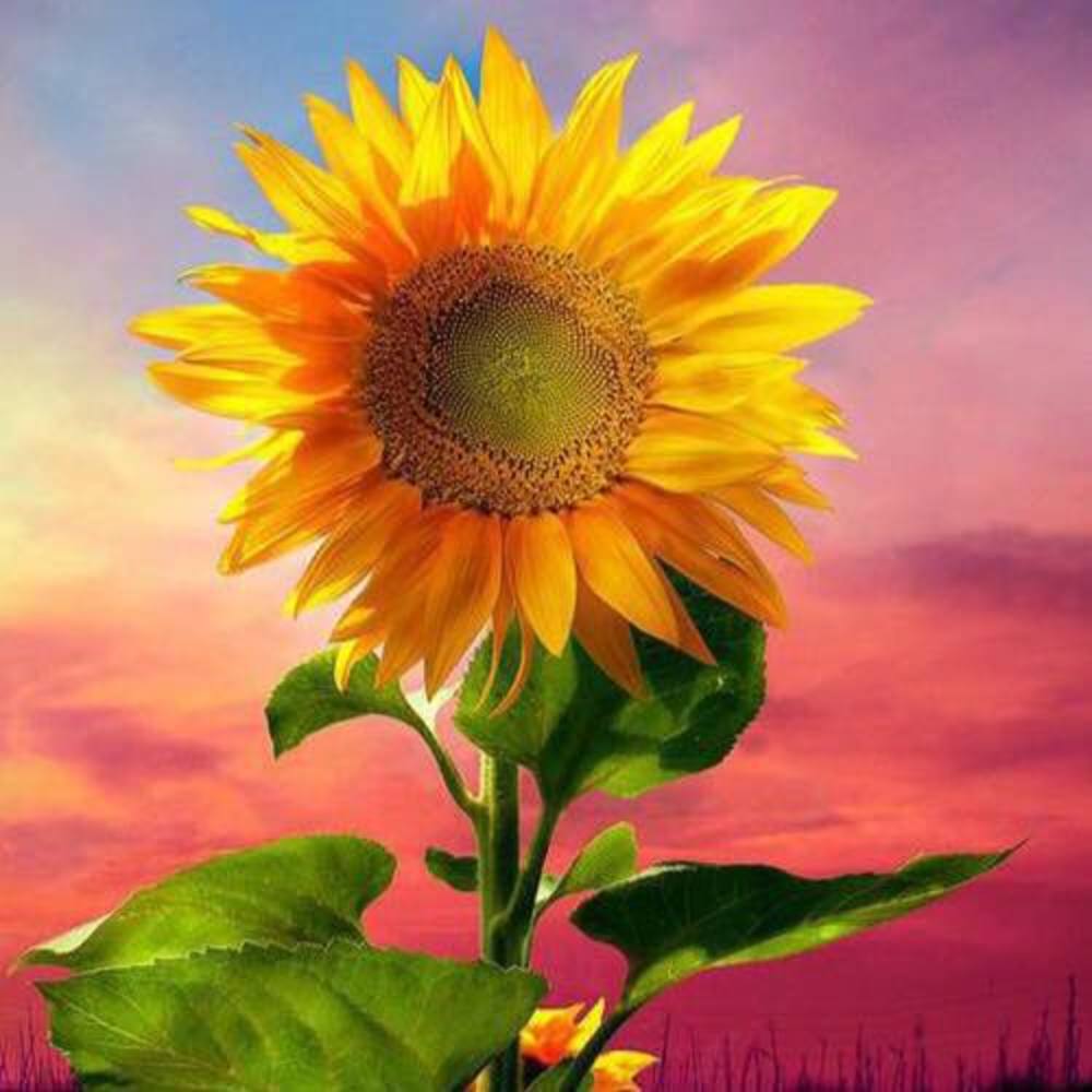 Meet your Posher, Carolyn